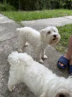 Nalla, a female Miniature Schnauzer for sale in Ocala, FL – 5 of 6