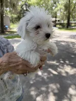 Boy 1, a male Miniature Schnauzer and Maltese for sale in Ocala, FL – 4 of 5