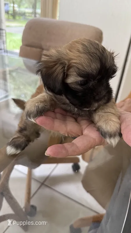 Boy 1 – Maltese, Shih Tzu puppy for sale in Ocala, FL