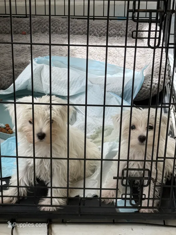 Boy 2 – Miniature Schnauzer, Maltese puppy for sale in Ocala, FL