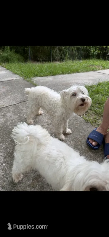 Nalla – Miniature Schnauzer puppy for sale in Ocala, FL