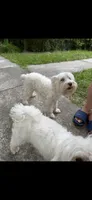 Nalla, a female Miniature Schnauzer for sale in Ocala, FL – 1 of 6