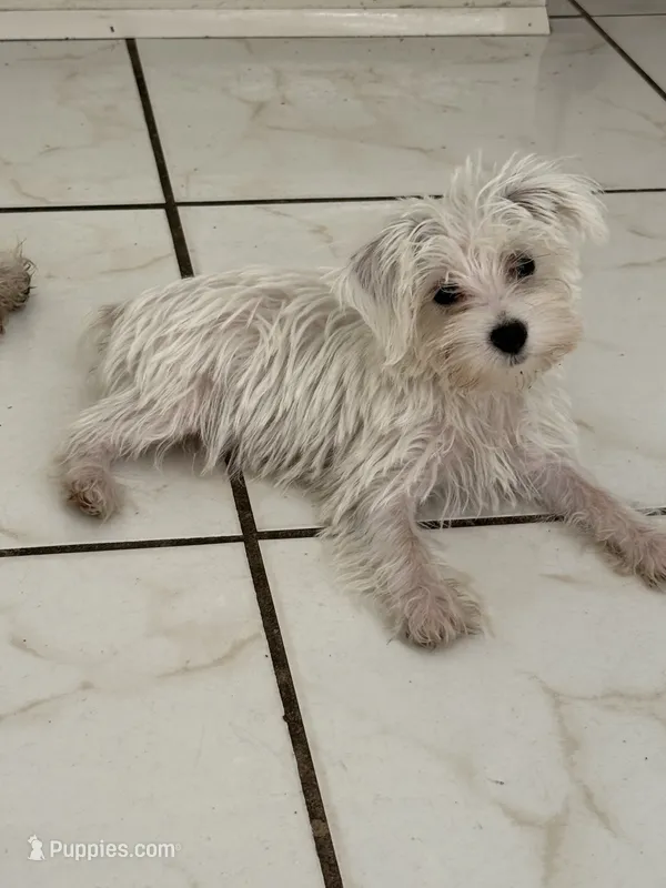 Boy 2 – Miniature Schnauzer, Maltese puppy for sale in Ocala, FL