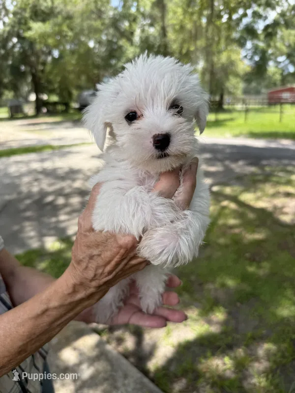 Puppy – Miniature Schnauzer, Maltese puppy for sale in Ocala, FL