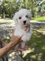 Puppy, a male Miniature Schnauzer and Maltese for sale in Ocala, FL – 1 of 3