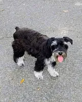 Bella, a female Miniature Schnauzer for sale in Ocala, FL – 2 of 5