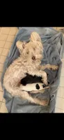 Nalla, a female Miniature Schnauzer for sale in Ocala, FL – 4 of 6