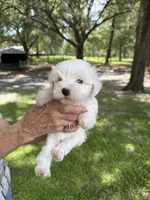 Puppy, a female Miniature Schnauzer and Maltese for sale in Ocala, FL – 2 of 3