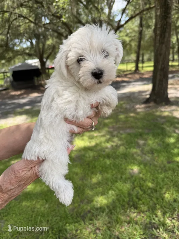 Puppy male  – Miniature Schnauzer, Maltese puppy for sale in Ocala, FL