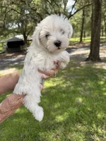 Puppy male , a male Miniature Schnauzer and Maltese for sale in Ocala, FL – 1 of 2
