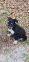 Bella, a female Miniature Schnauzer for sale in Ocala, FL – 3 of 5