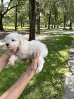Puppy, a female Miniature Schnauzer and Maltese for sale in Ocala, FL – 3 of 3