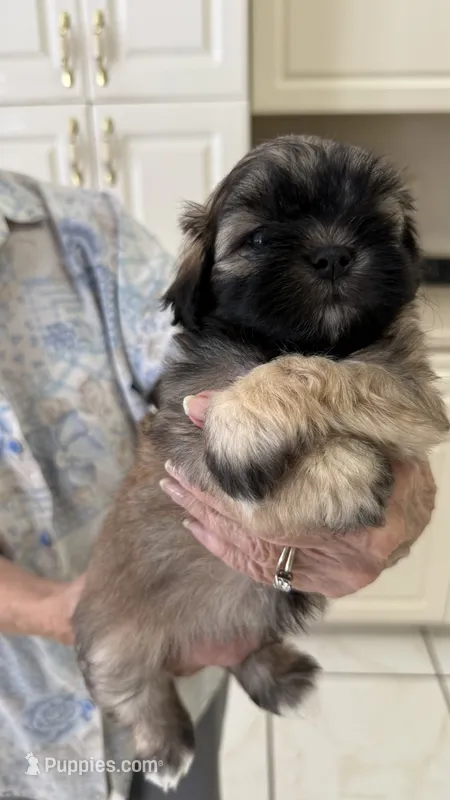 Boy 1 – Maltese, Shih Tzu puppy for sale in Ocala, FL