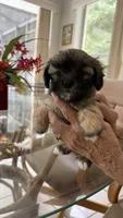 Boy 1, a male Maltese and Shih Tzu for sale in Ocala, FL – 2 of 3