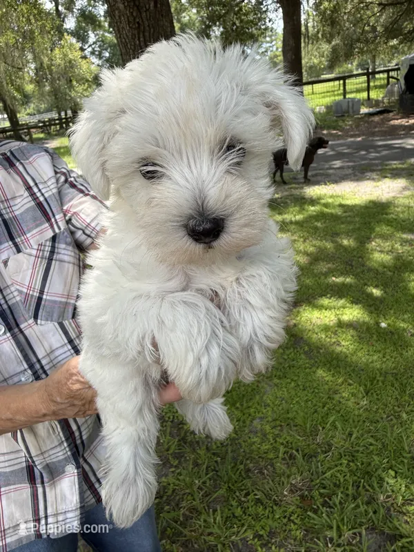 Boy 2 – Miniature Schnauzer, Maltese puppy for sale in Ocala, FL