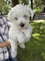 Boy 2, a male Miniature Schnauzer and Maltese for sale in Ocala, FL – 1 of 1