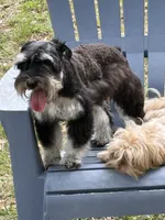 Bella, a female Miniature Schnauzer for sale in Ocala, FL – 4 of 5