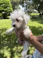Boy 1, a male Miniature Schnauzer and Maltese for sale in Ocala, FL – 2 of 5
