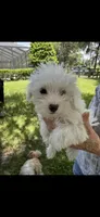 Puppy male  1, a male Miniature Schnauzer and Maltese for sale in Ocala, FL – 2 of 2