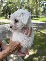 Puppy, a male Miniature Schnauzer and Maltese for sale in Ocala, FL – 3 of 3