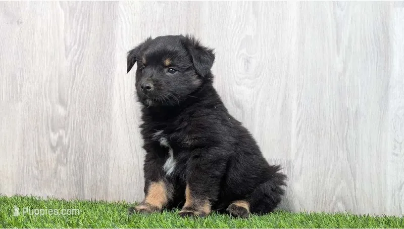 Zachary  – Australian Shepherd, Miniature Australian Shepherd puppy for sale in Grabill, IN