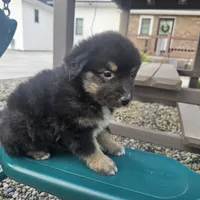 Zoey, a male Australian Shepherd and Miniature Australian Shepherd for sale in Grabill, IN – 2 of 4