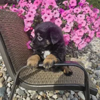 Zane, a female Miniature Australian Shepherd for sale in Grabill, IN – 4 of 4