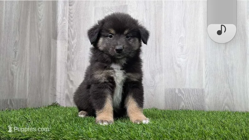 Zoey – Australian Shepherd, Miniature Australian Shepherd puppy for sale in Grabill, IN