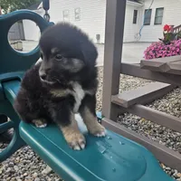 Zoey, a male Australian Shepherd and Miniature Australian Shepherd for sale in Grabill, IN – 4 of 4