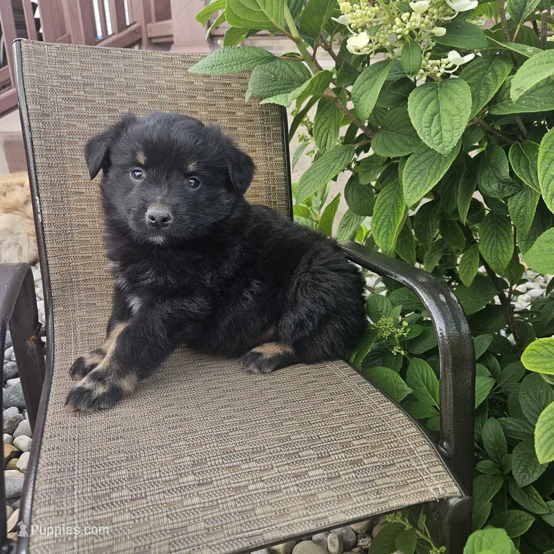 Zachary  – Australian Shepherd, Miniature Australian Shepherd puppy for sale in Grabill, IN
