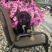 Zane, a female Miniature Australian Shepherd for sale in Grabill, IN – 1 of 4