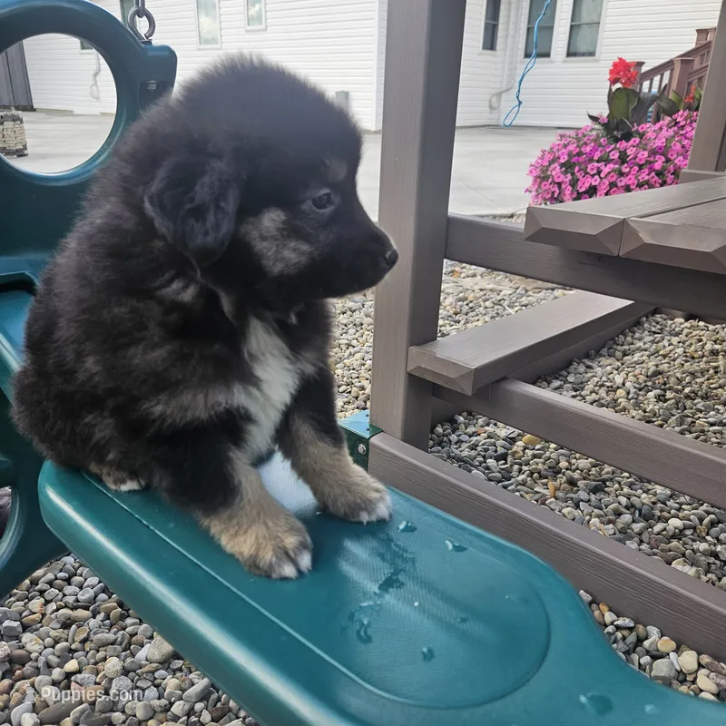 Zoey – Australian Shepherd, Miniature Australian Shepherd puppy for sale in Grabill, IN
