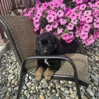 Zane, a female Miniature Australian Shepherd for sale in Grabill, IN – 3 of 4