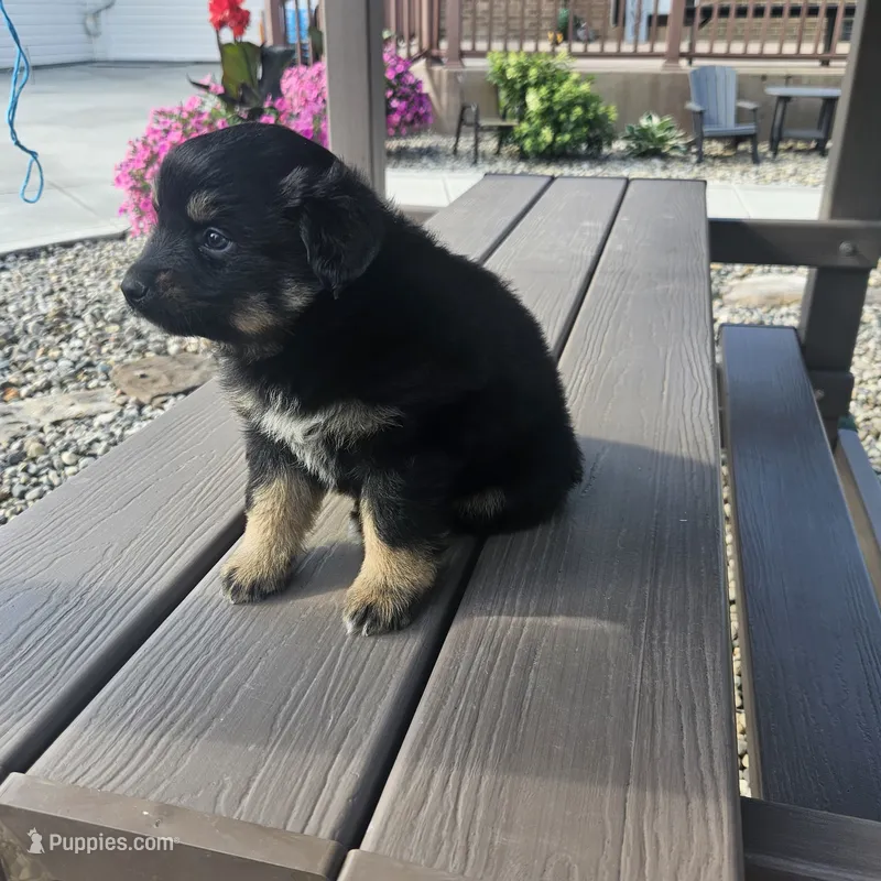 Perla – Miniature Australian Shepherd puppy for sale in Grabill, IN