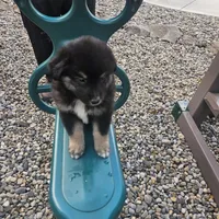 Zoey, a male Australian Shepherd and Miniature Australian Shepherd for sale in Grabill, IN – 3 of 4