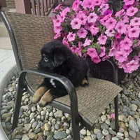 Zane, a female Miniature Australian Shepherd for sale in Grabill, IN – 2 of 4