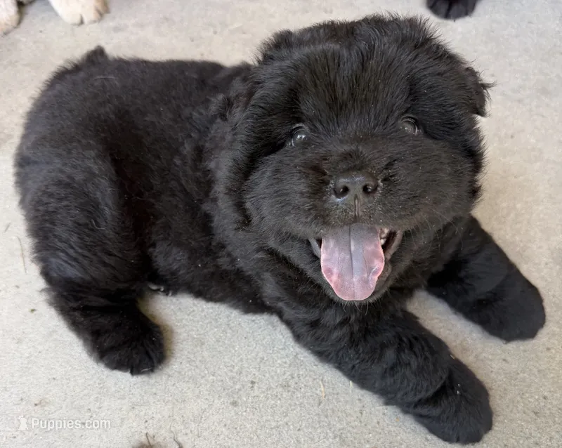 Black Female – Chow Chow puppy for sale in Columbia, SC