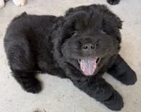 Black Female, a female Chow Chow for sale in Columbia, SC – 1 of 3