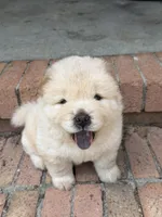 Cream Male, a male Chow Chow for sale in Columbia, SC – 4 of 4