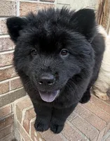 Black Female, a female Chow Chow for sale in Columbia, SC – 5 of 5