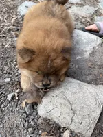 Cinnamon Male  , a male Chow Chow for sale in Columbia, SC – 2 of 3