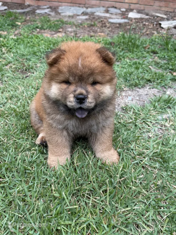 Cinnamon Male   – Chow Chow puppy for sale in Columbia, SC