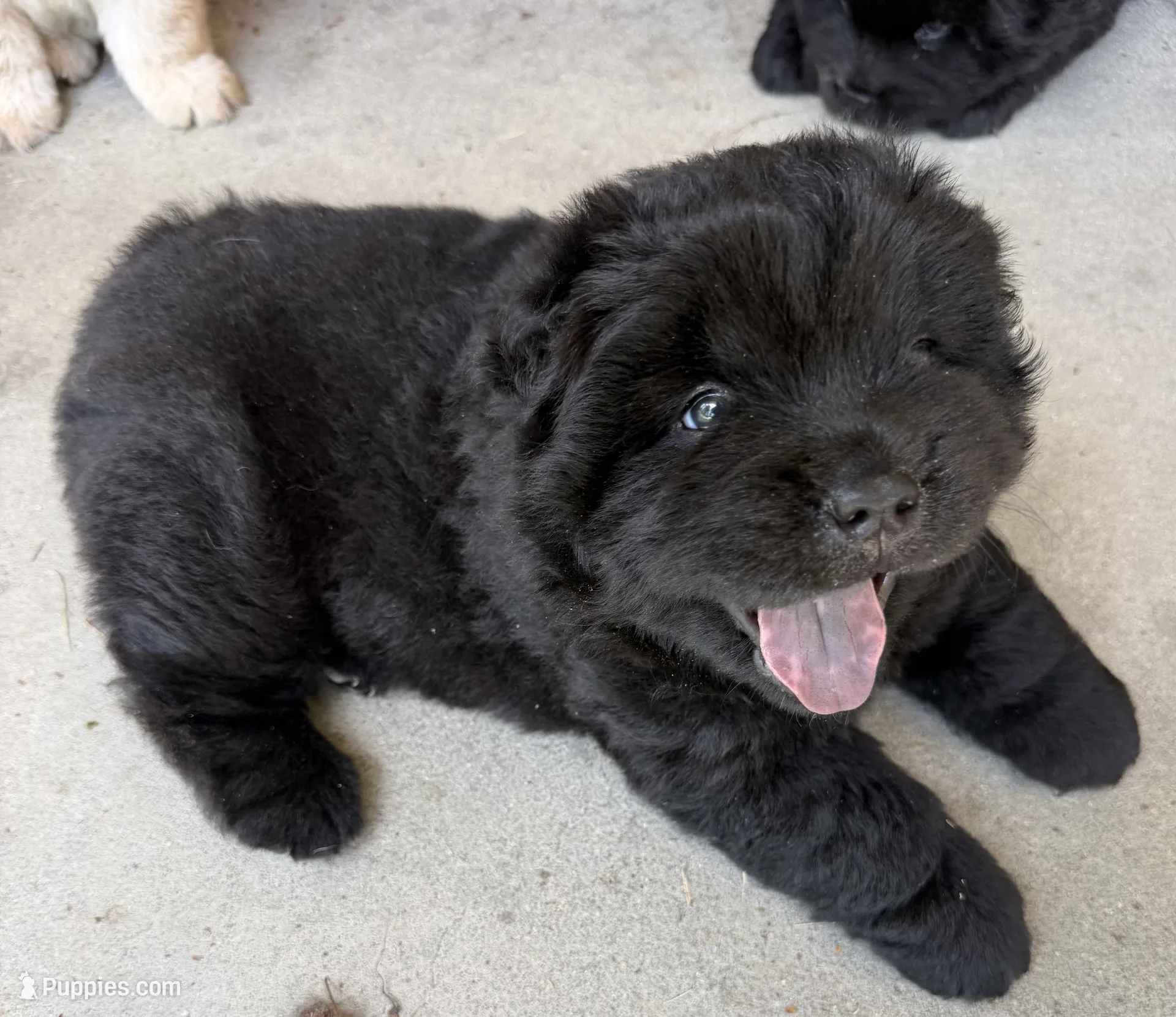  Chouchou Puppy 廃盤 犬 Black Female – Chow Chow Puppy for Sale in Columbia, SC | Puppies.com