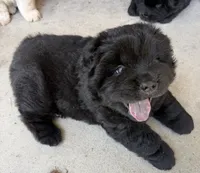 Black Female, a female Chow Chow for sale in Columbia, SC – 3 of 3