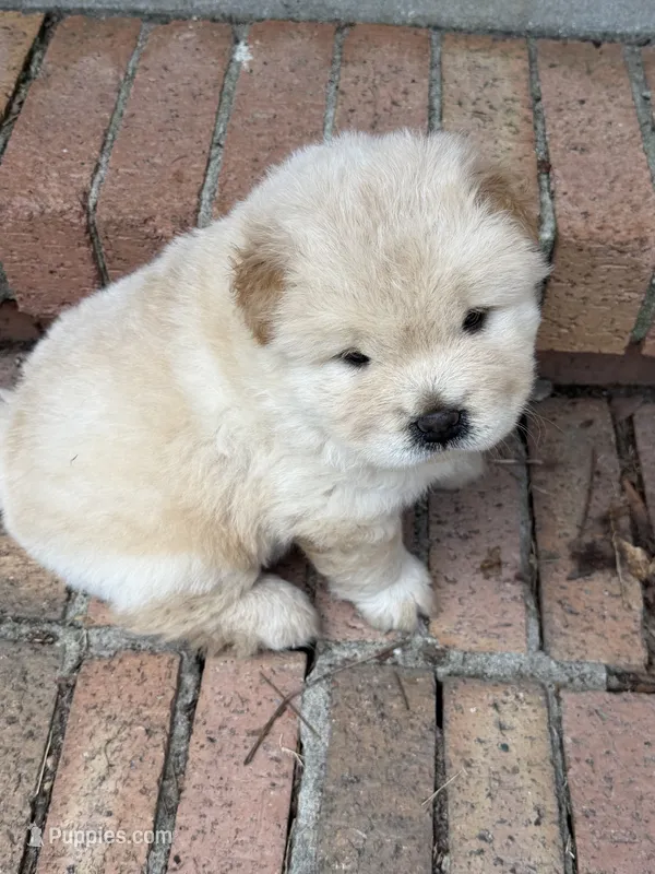Cream Male – Chow Chow puppy for sale in Columbia, SC