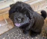 Black Female, a female Chow Chow for sale in Columbia, SC – 2 of 3