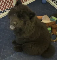 Black Female, a female Chow Chow for sale in Columbia, SC – 4 of 5