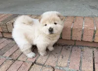 Cream Female, a female Chow Chow for sale in Columbia, SC – 3 of 3