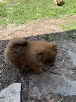Cinnamon Male  , a male Chow Chow for sale in Columbia, SC – 3 of 3