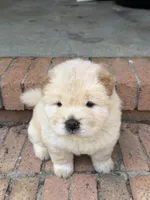 Cream Male, a male Chow Chow for sale in Columbia, SC – 3 of 4